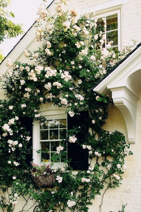 trandafiri-albi-cataratori-fatada